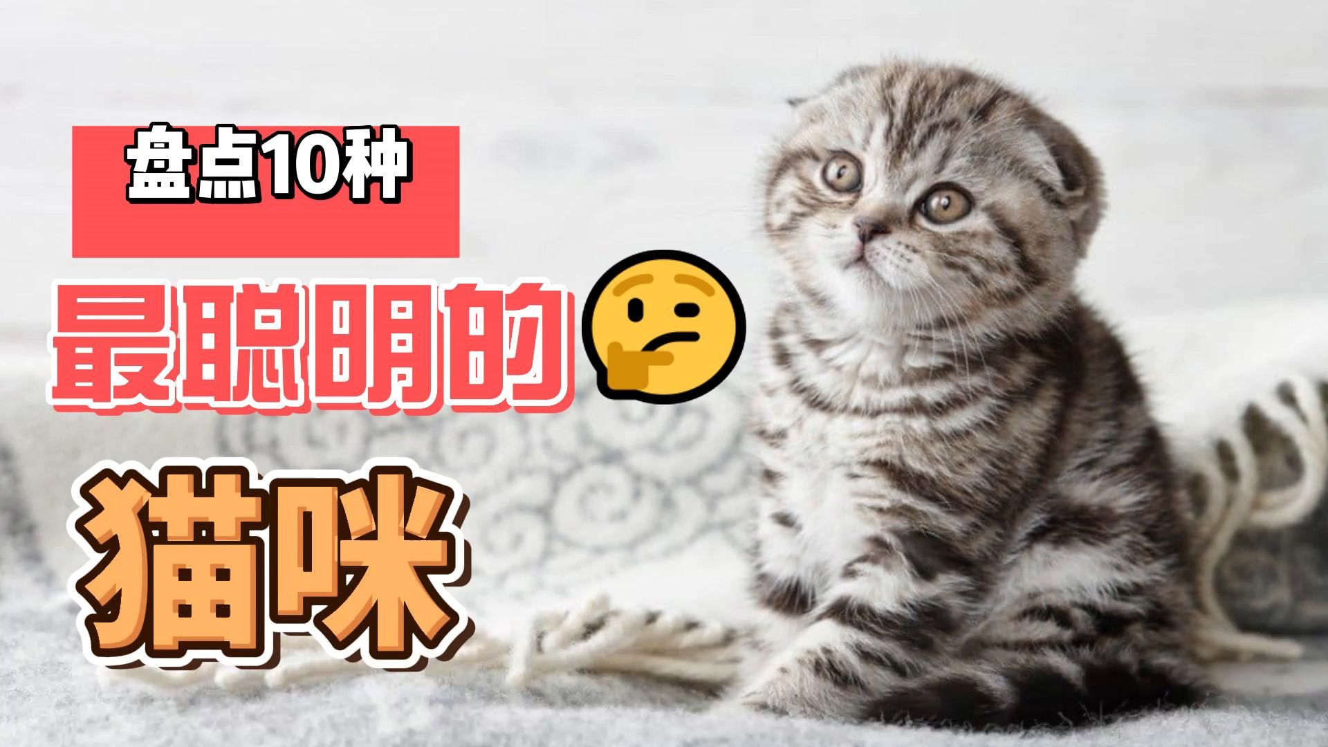 盘点世界上最聪明的10种猫哔哩哔哩bilibili