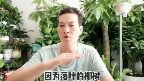 多肉 植物 金枝玉叶 整形 修剪 技术 哔哩哔哩