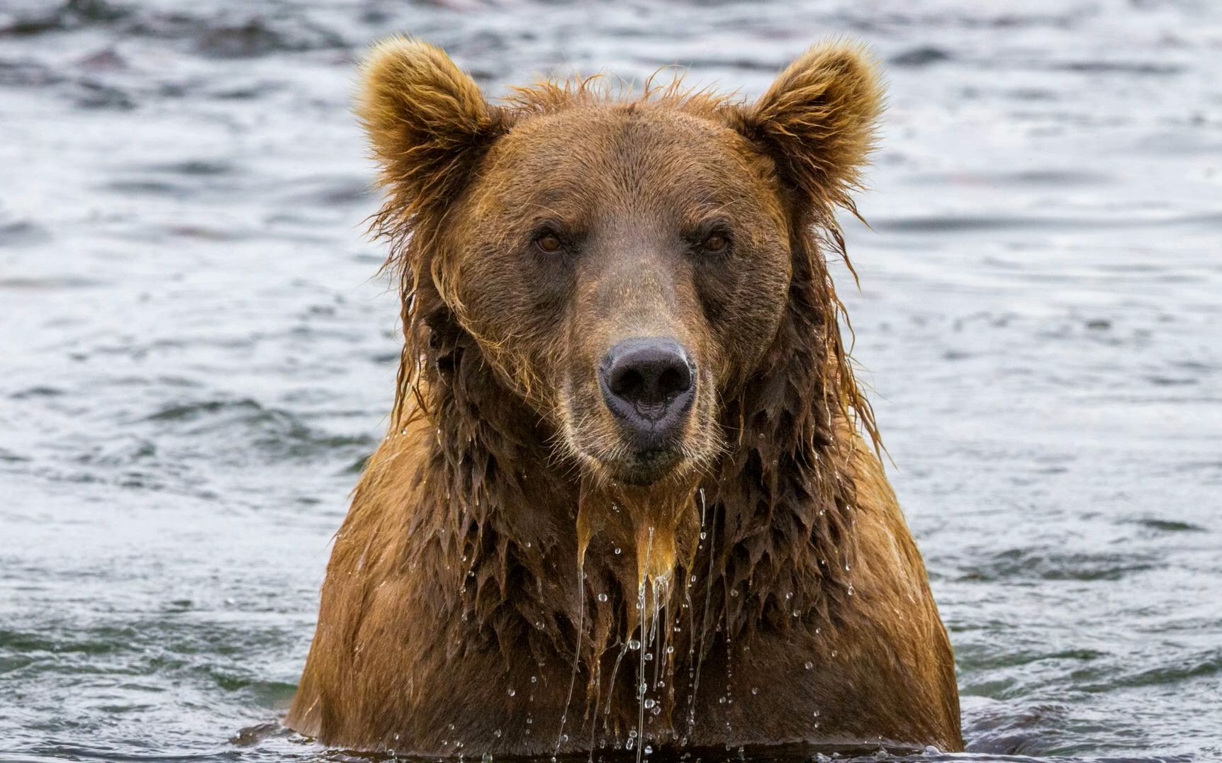 野生动物摄影师来到阿拉斯加拍摄世界上最大的棕熊北美洲灰熊捕捉银
