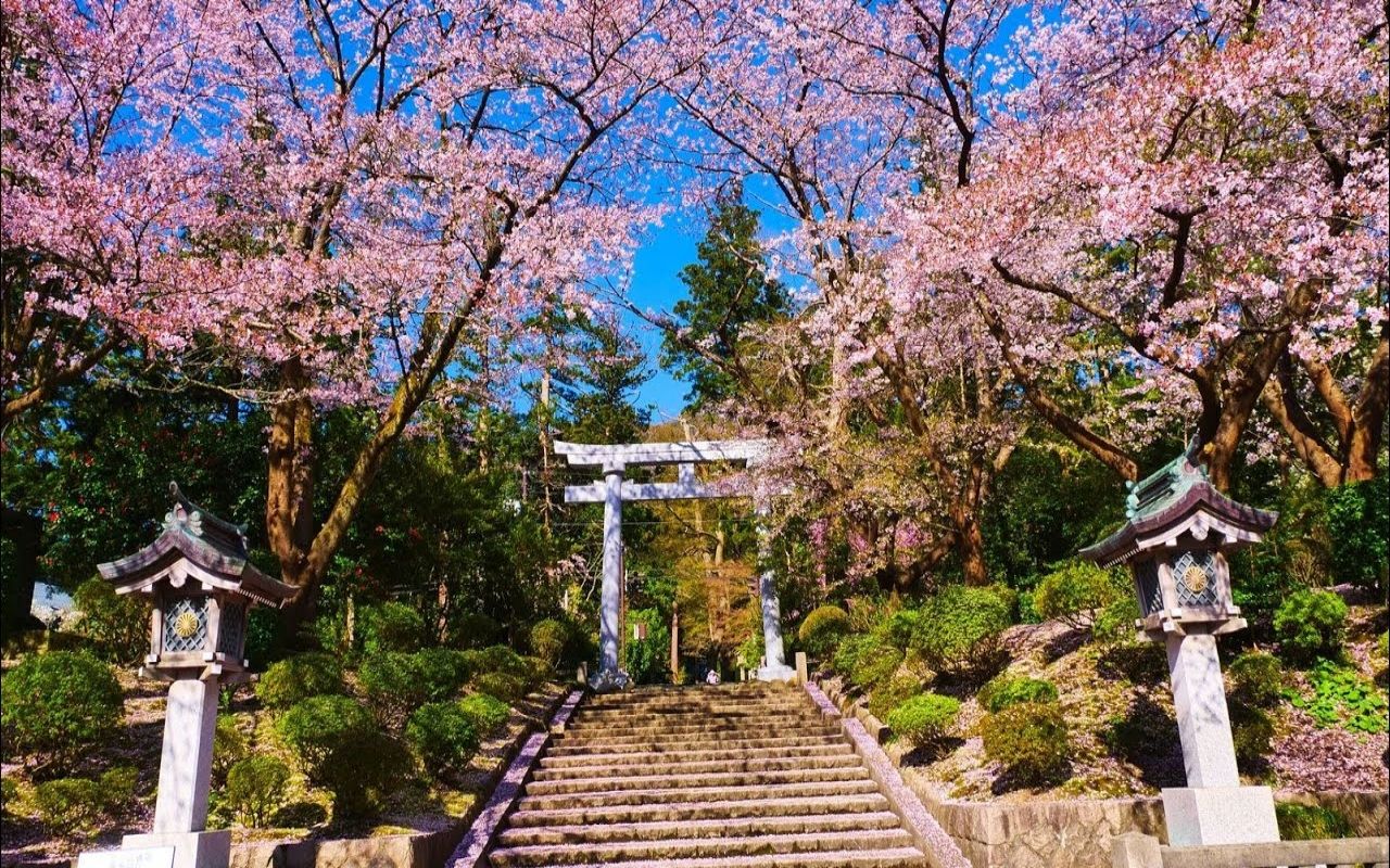 【日本巡礼-15.新潟県】弥彦神社の桜 | sakura at yahikojinja