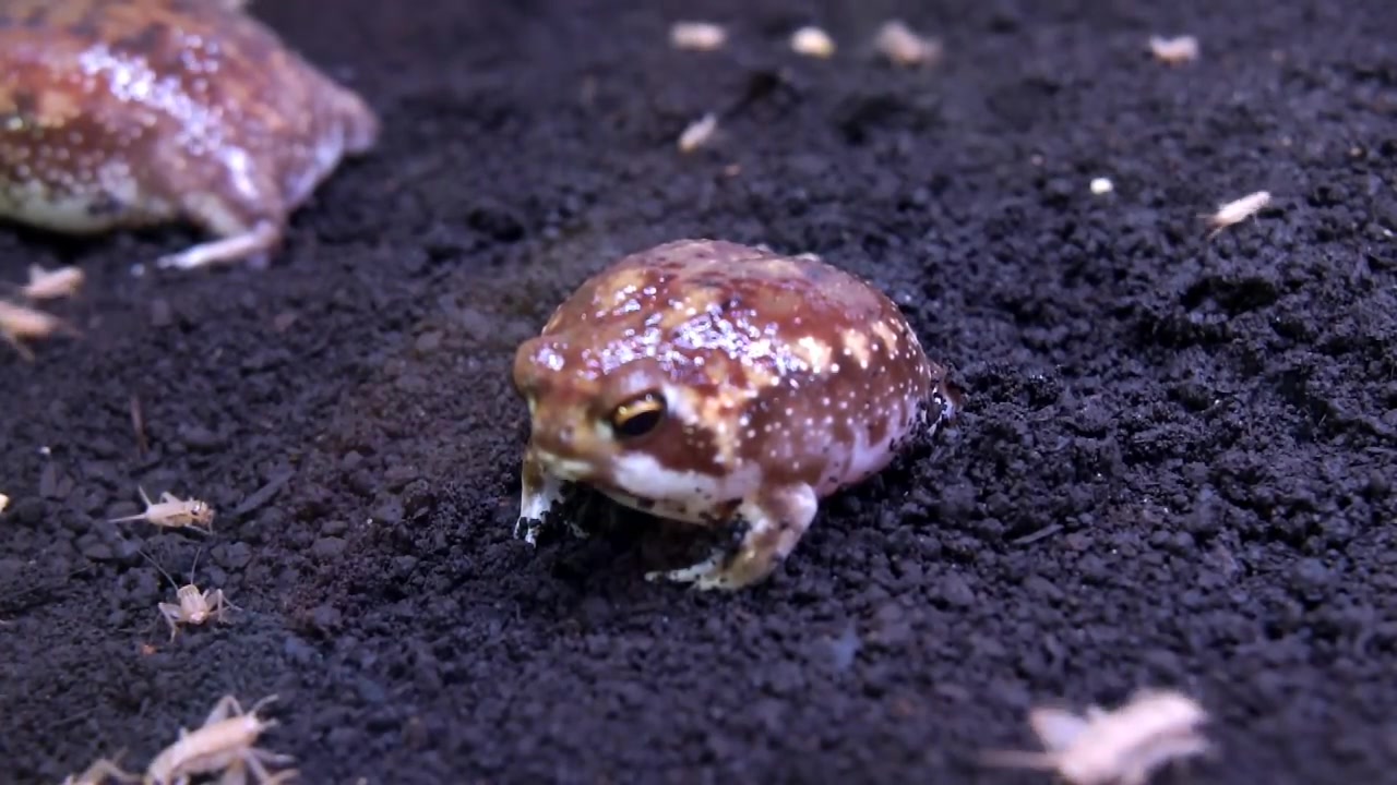 喂一喂最萌南非纳马雨蛙二