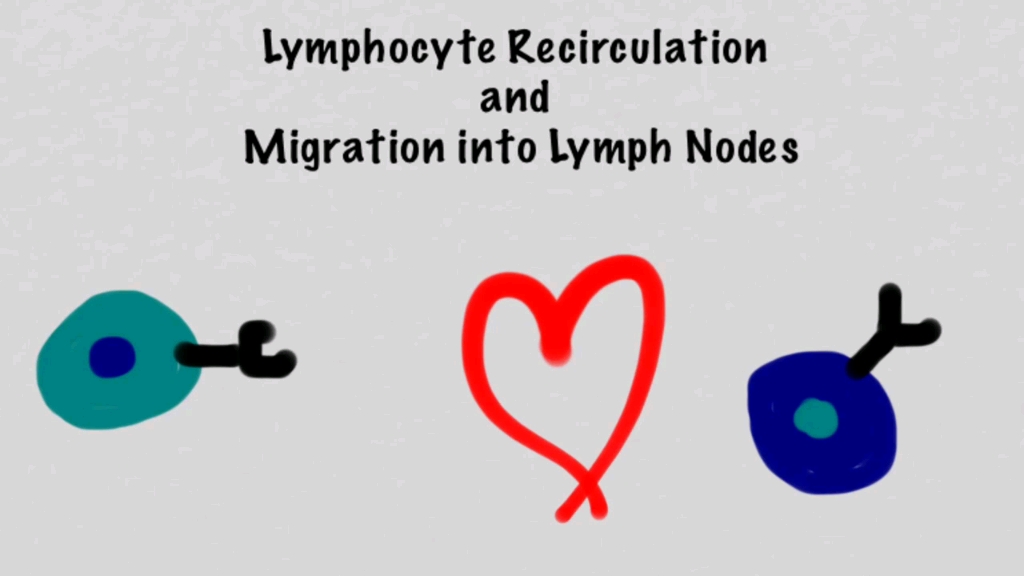 【免疫学】淋巴细胞归巢与再循环(lymphocyte recirculation and migration into lymph nodes)英文无字幕哔哩哔哩bilibili