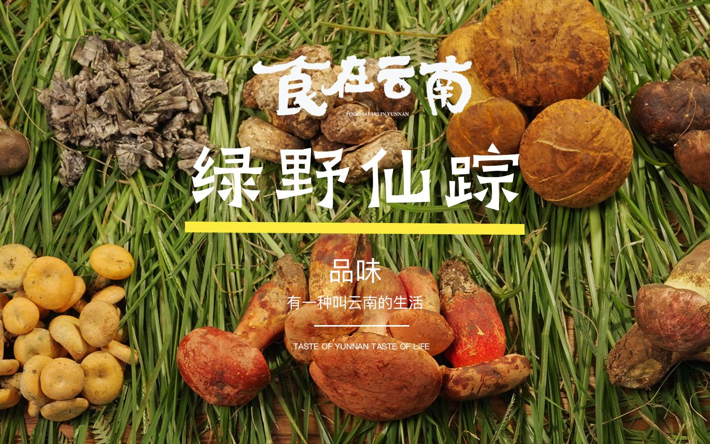 [图]《食在云南》第二十二集：绿野寻踪——昆明陆顺饭庄野生菌