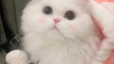 萌猫 萌宠头像_哔哩哔哩_bilibili