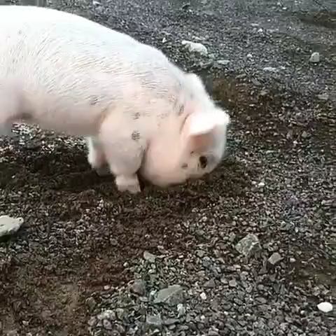 猪猪看我无情拱拱
