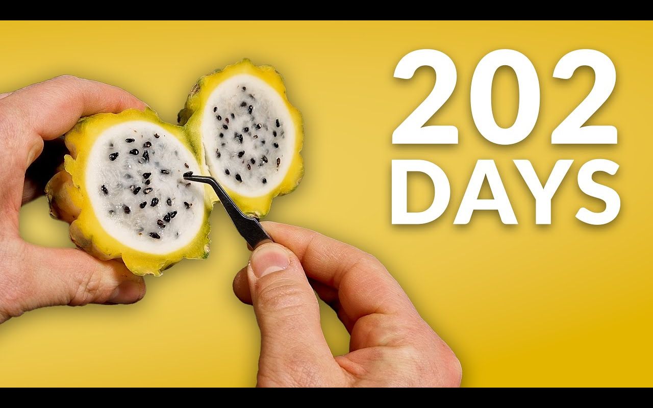 黄色 火龙果 缩时摄影 Growing Yellow DRAGON FRUIT CACTUS Timelapse  202 DAYS哔哩哔哩bilibili