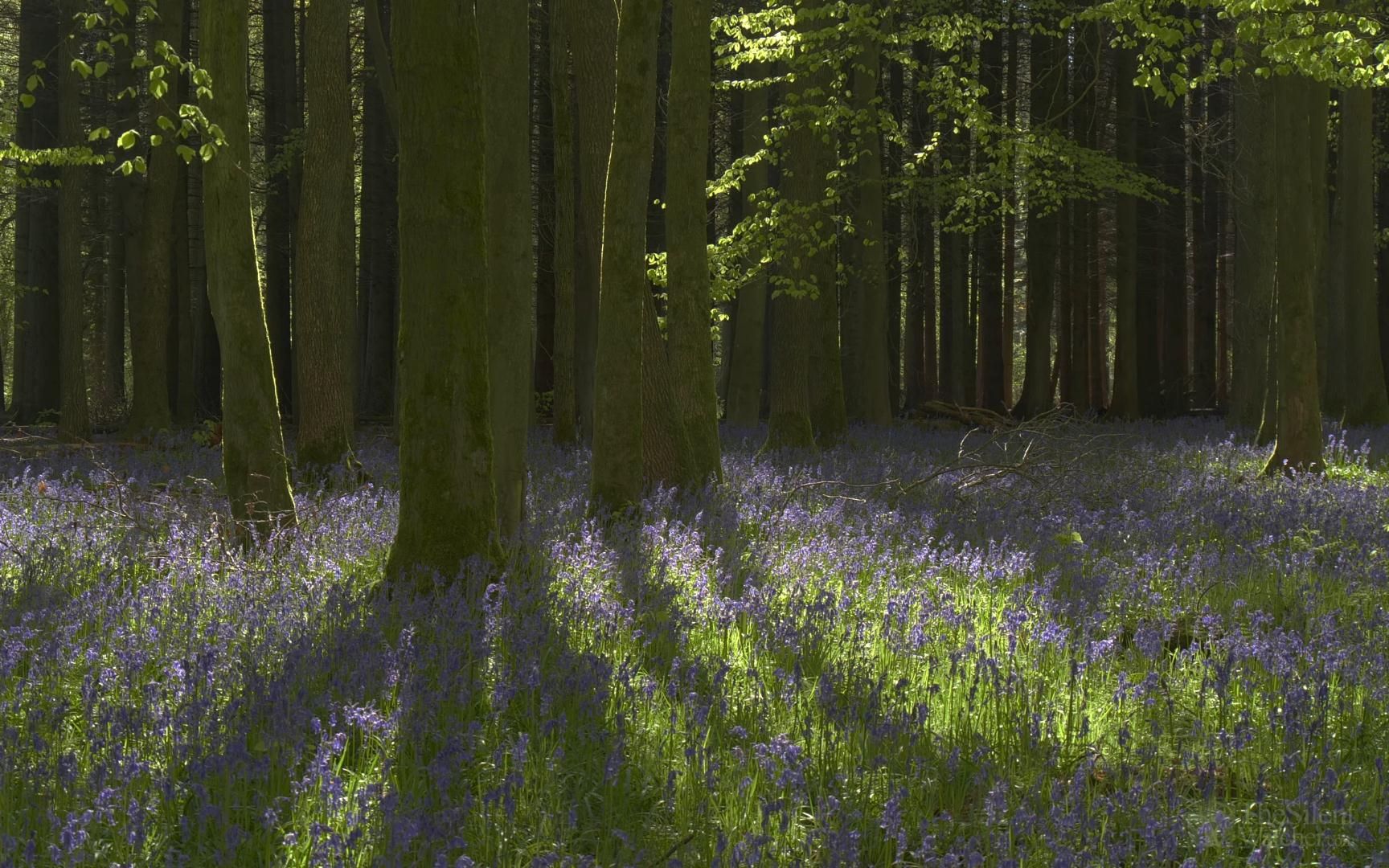白噪音学习向放松3小时丨英国森林里的蓝铃花海丨4k实景丨大自然鸟