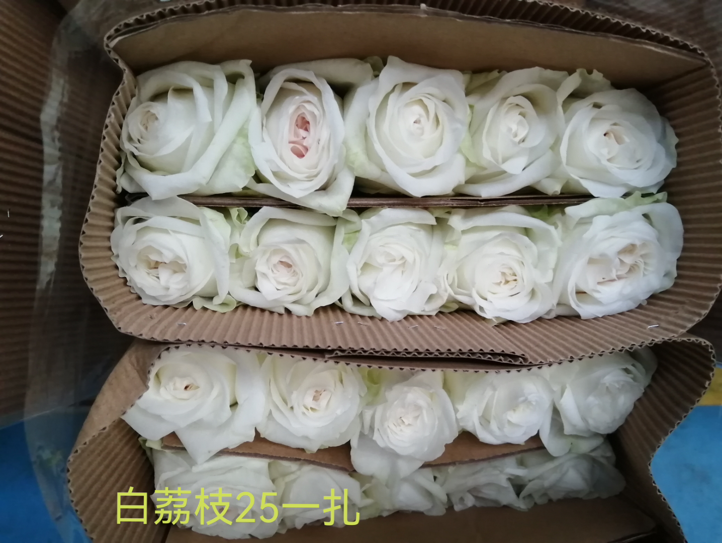 好看的花也有好听的名字哔哩哔哩bilibili