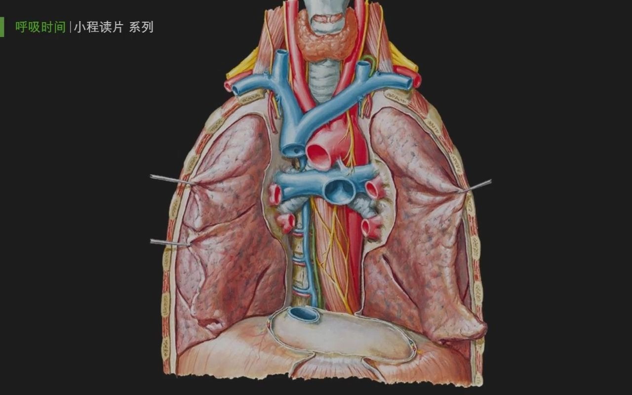肌膈动脉图片