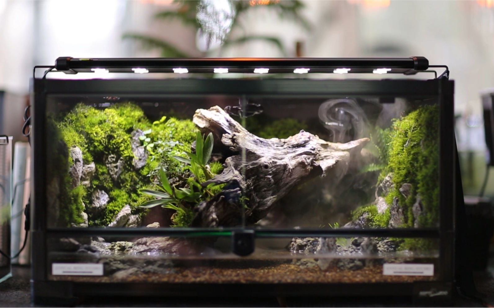 水陆两栖生态缸by年轮植物研修所