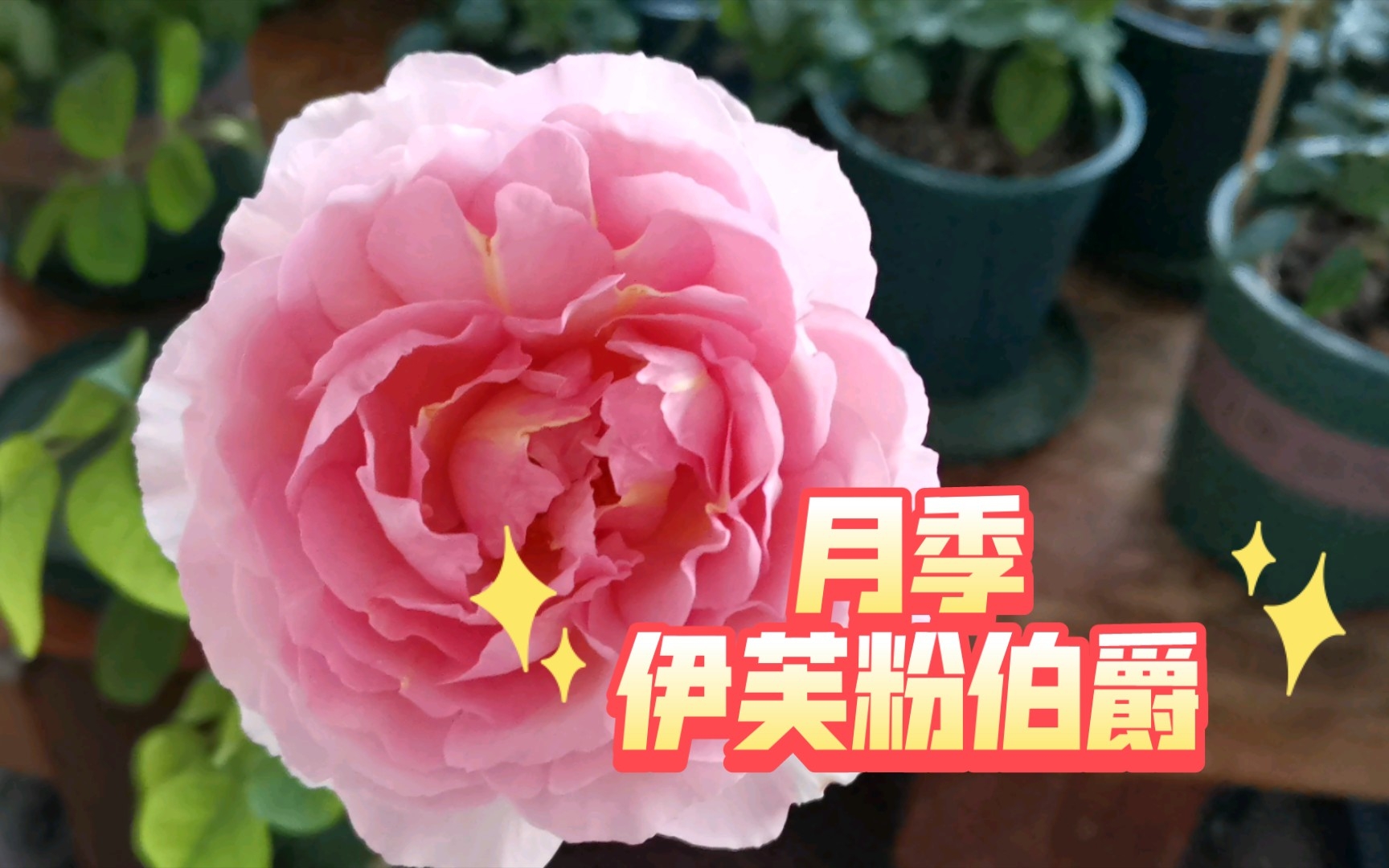 月季伊芙粉伯爵开花,美艳优雅,花香宜人.