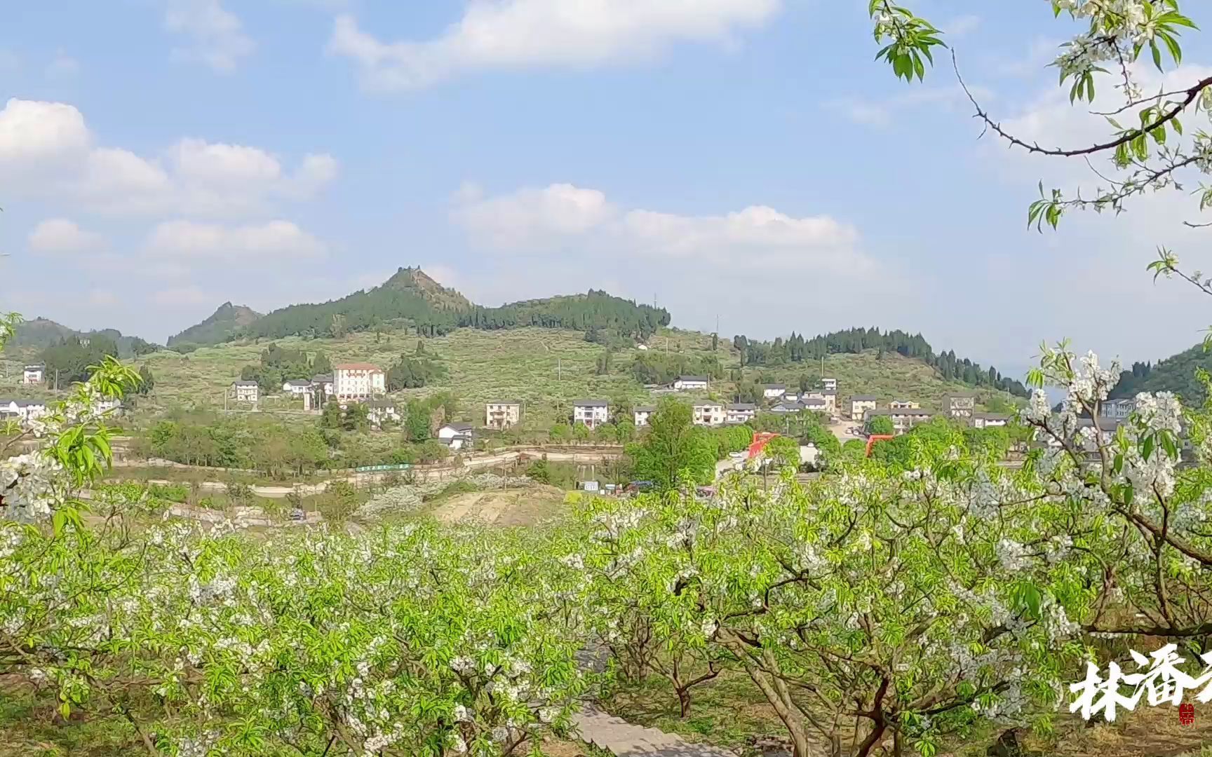 [图]重庆印盒上万亩李花开了，整座山头挂满了白色的李花，快点去看“雪”！