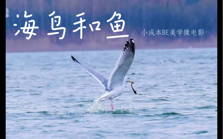 活动  【云上京】海鸟和鱼相爱,只是一场意外