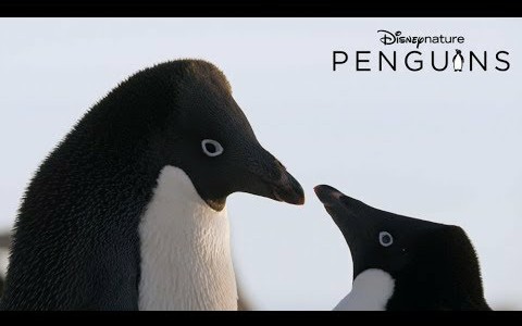 disneynature迪士尼2019最新自然纪录片企鹅预告