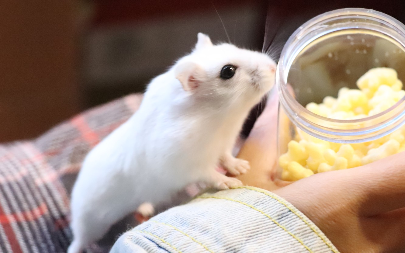 该配合我演出的仓猪却三次怂了