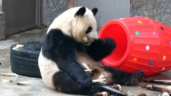 Скачать видео: 憨憨秦美真把人要笑死了，真是奶爸那句话:只长个子不长……哈哈哈