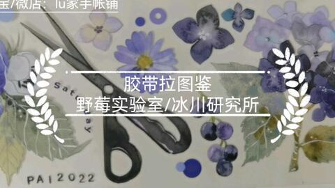 胶带拉图鉴*野莓实验室（莓莓日付/莓莓绣球/风的信/玫瑰园）*冰川研究