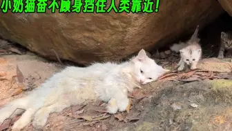 猫妈妈为护娃被打昏，小奶猫奋不顾身挡住人类靠近！