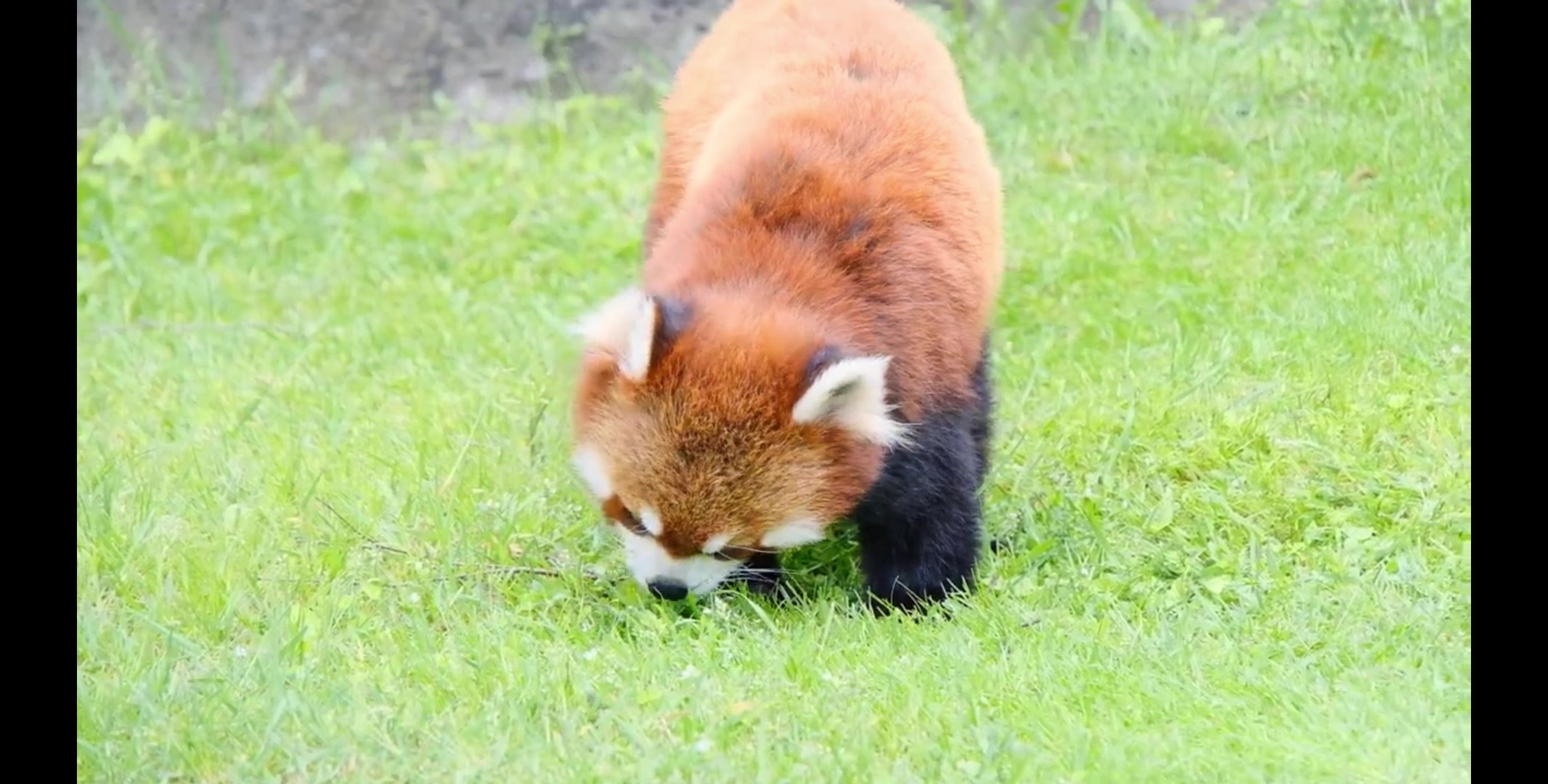 小熊猫吃完肉再吃点绿叶解解腻!哔哩哔哩bilibili