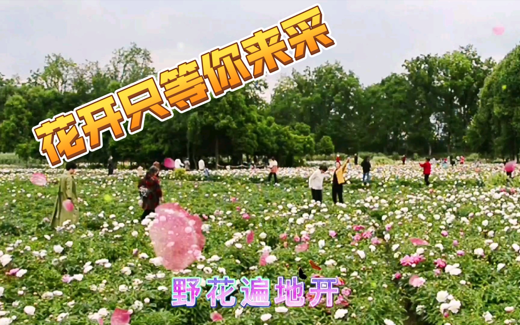 [图]《花开只等你来采》，又到芍药花开的季节，邀你来采摘！