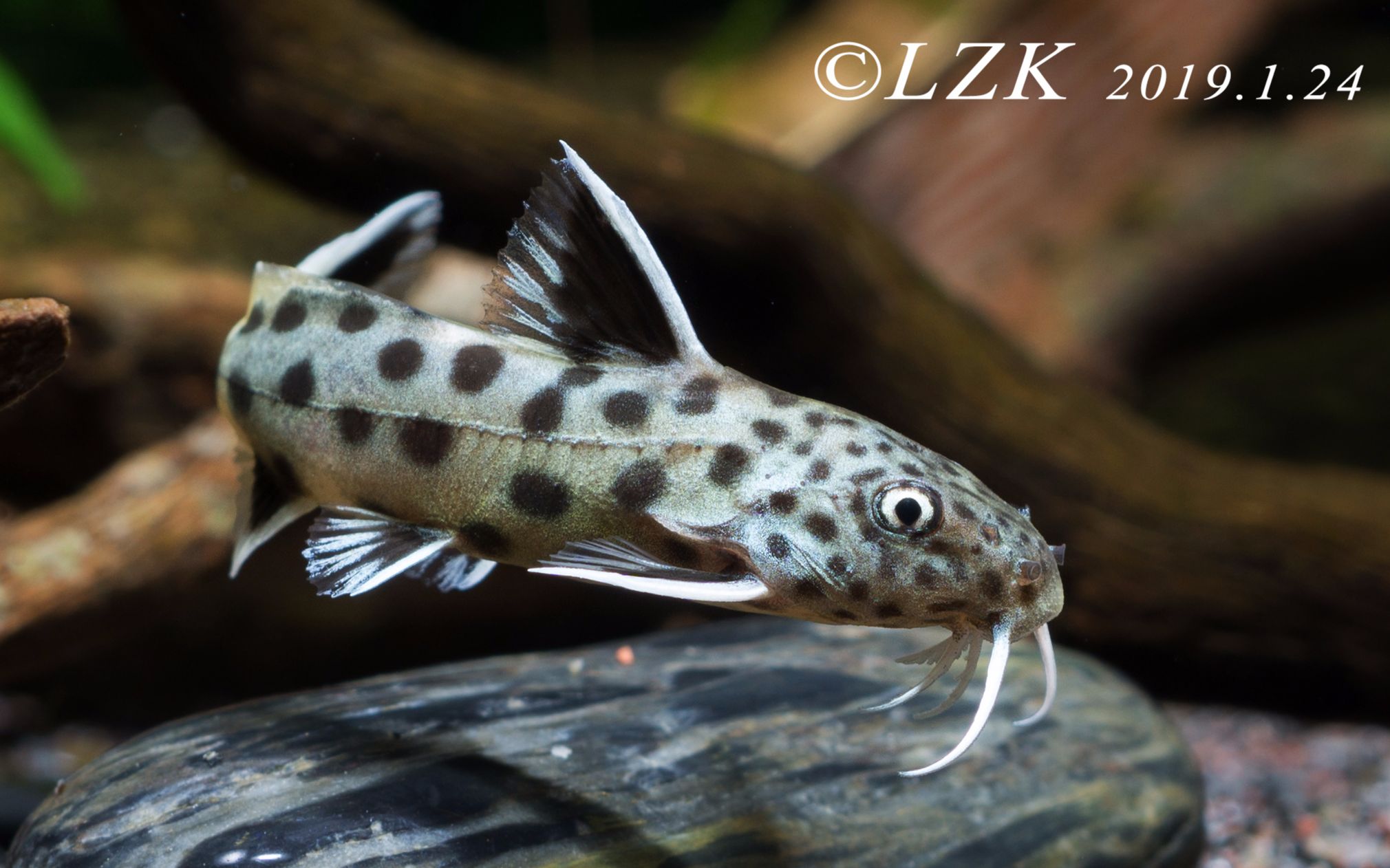 【自家】 【鱼缸】 【灯鱼】 【热带鱼】白金豹皮