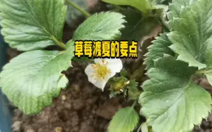 Video herunterladen: 草莓渡夏的要点