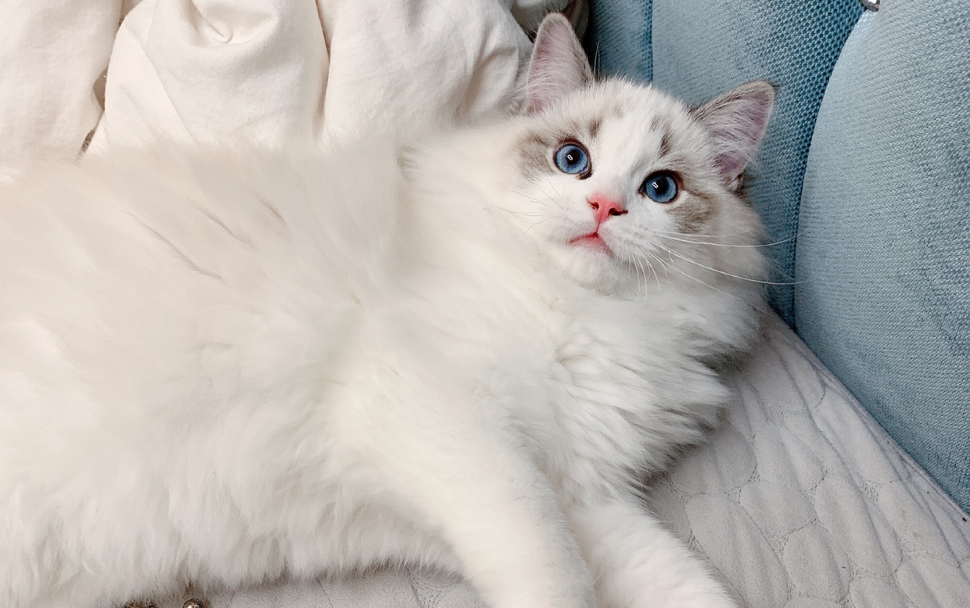 仙女布偶猫日常