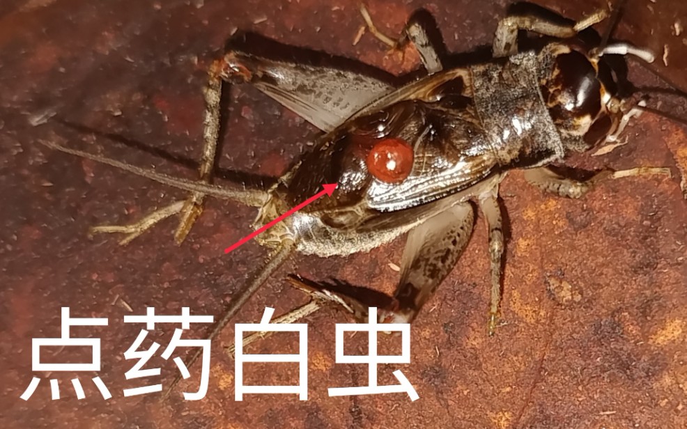 蛐蛐点药白虫蛐蛐鸣叫