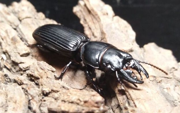 (好久没出场的)巨蝼步甲 吔 面包虫_哔哩哔哩_bilibili