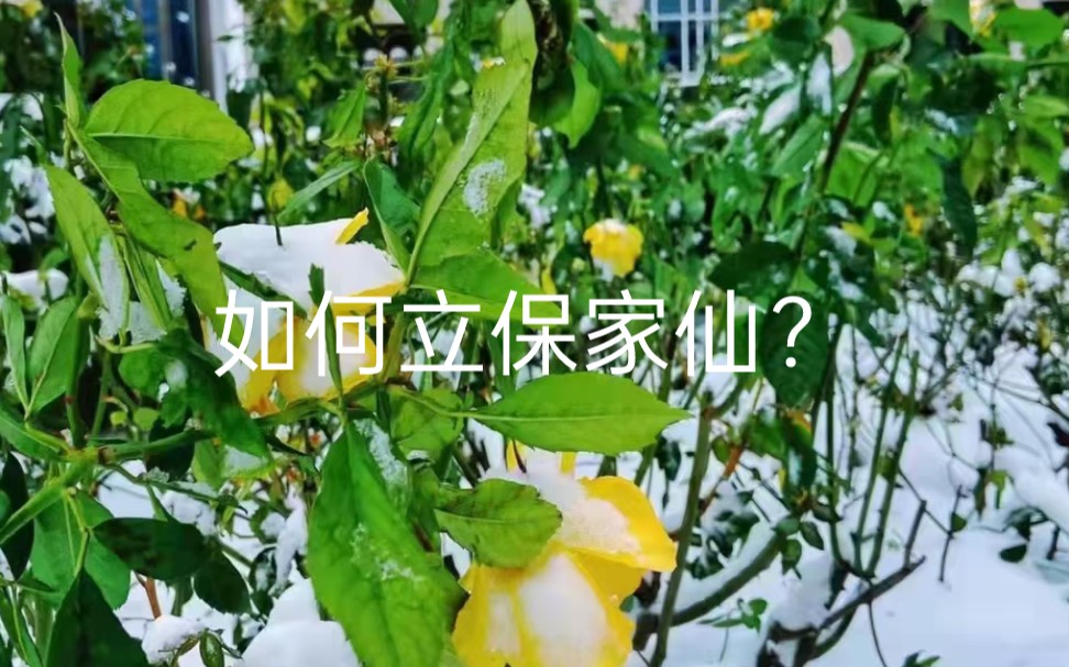 [图]如何立保家仙？