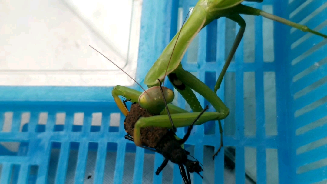 螳螂〕将星陨落,让我们追忆我们的猎蝽_哔哩哔哩 (゜-゜)つロ 干~ 