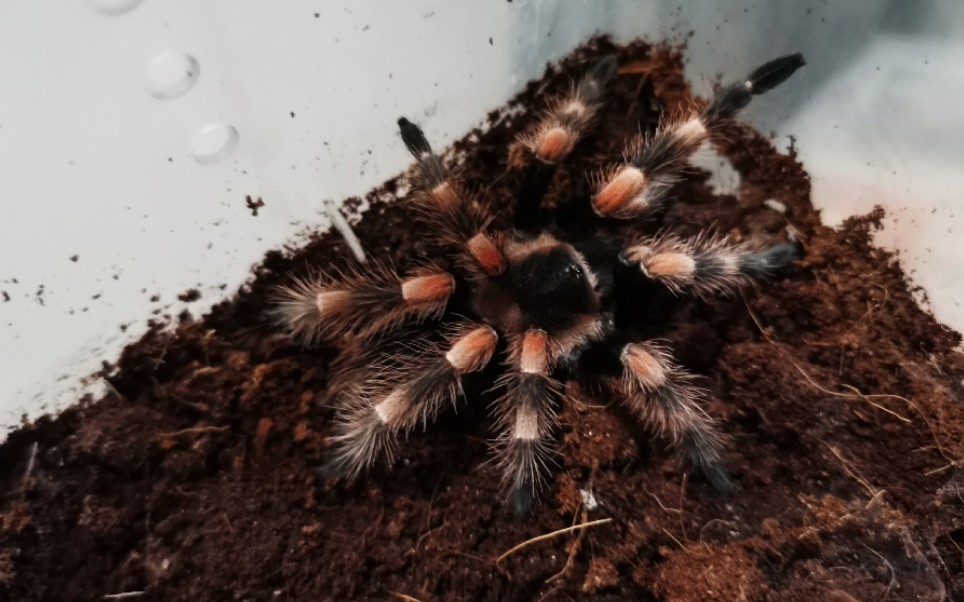 【墨西哥红膝头粉晶】想改名儿,崽现在也是一只有气势的美蛛了_哔哩