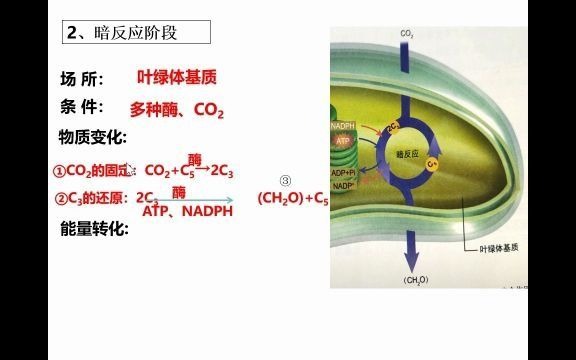 [图]生物微课：光合作用的过程及题型（新人教）