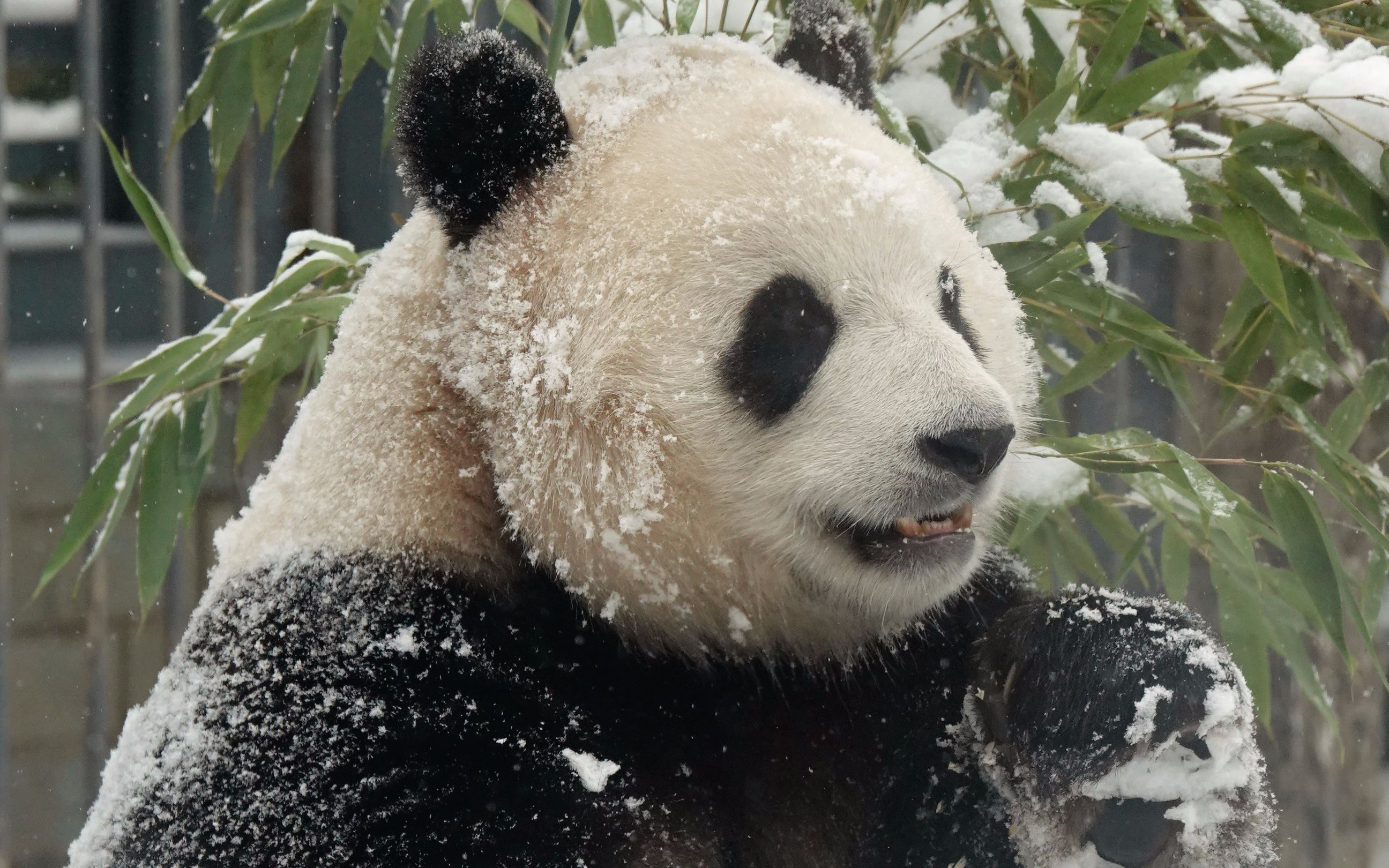 【大熊猫胖大海】海胖胖雪天玩麻袋,圆木,上吊床,扒拉小蓝车