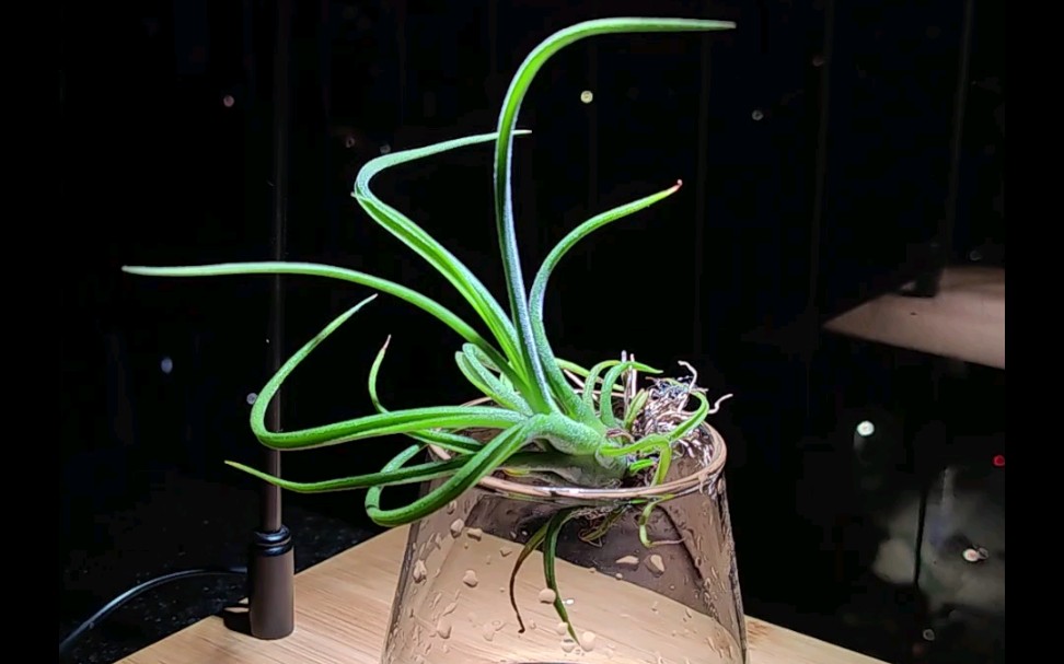 创意微景观——空气凤梨