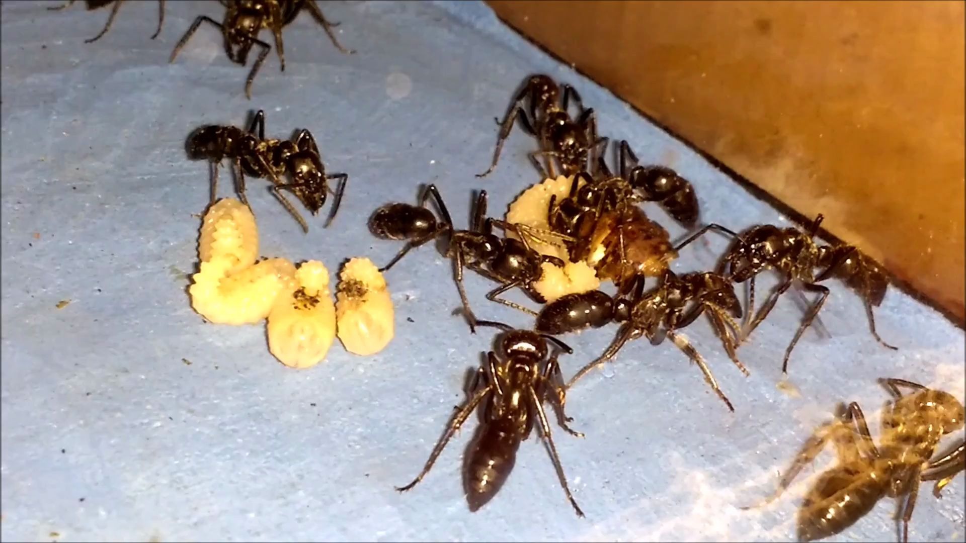 世界上最大的蚂蚁 巨猎猛蚁恐猛蚁巢内一览 dinoponera a formiga