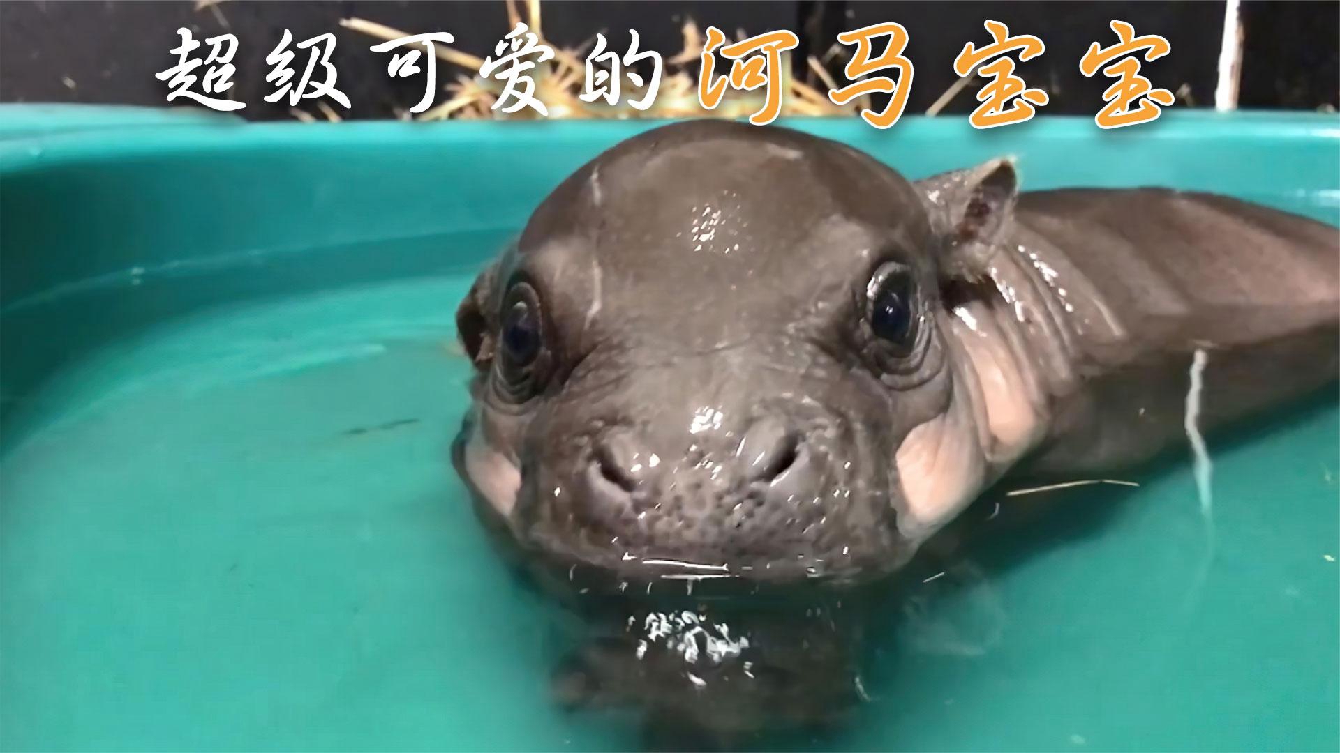 一头刚出生的小河马,它还没有妈妈的头大,天生就喜欢在水里玩耍