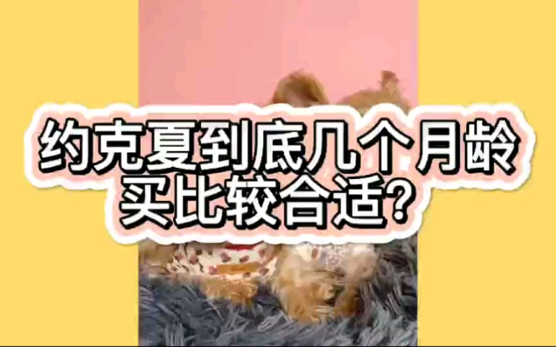 约克夏好养吗?约克夏到底几个月龄买比较合适?哔哩哔哩bilibili