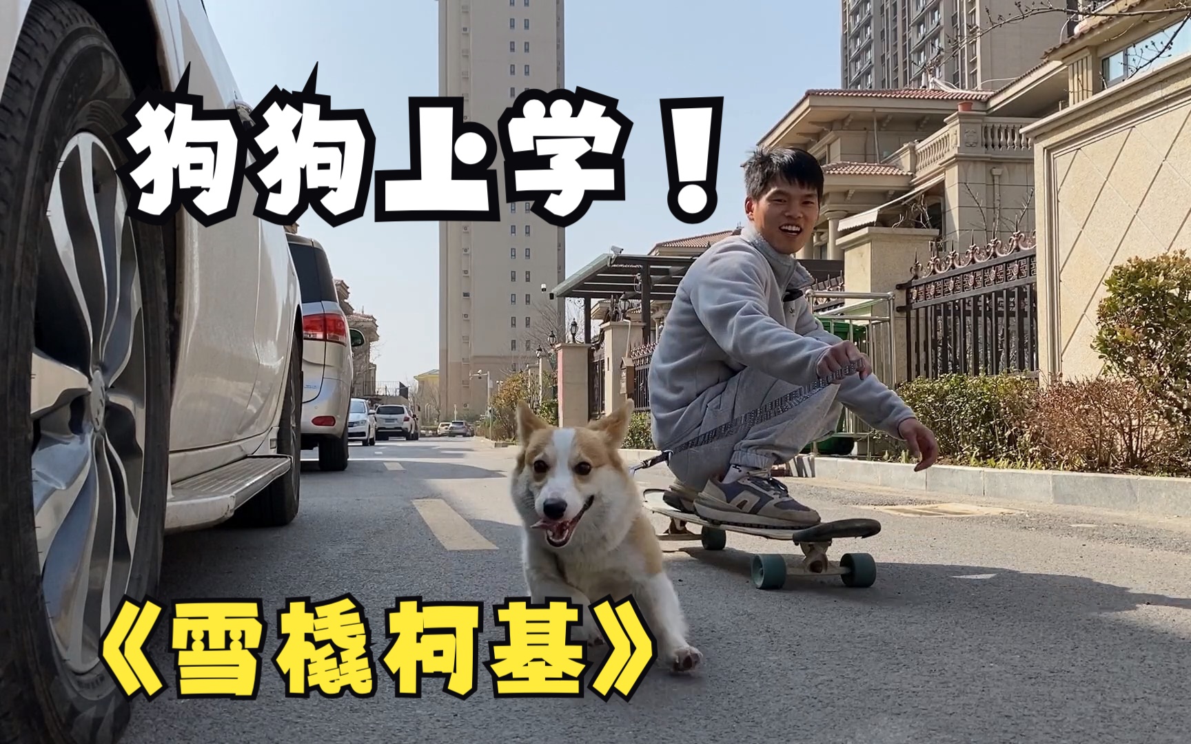 小柯基精神头十足,不用白不用哈哈