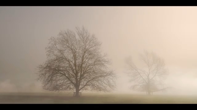 [图]【NZ Ambience】我们是顽强不息的树，在狂风暴雨中仍然深深扎根，无背景音乐版