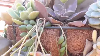 多肉礼 多肉植物 Succulent Plants 91 徒长子株结花 酮切 哔哩哔哩 Bilibili