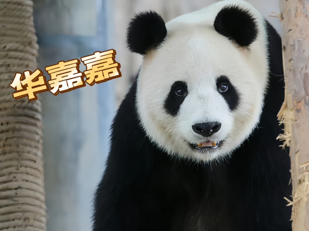 拥有两儿的辣妈华嘉嘉,依旧貌美如花