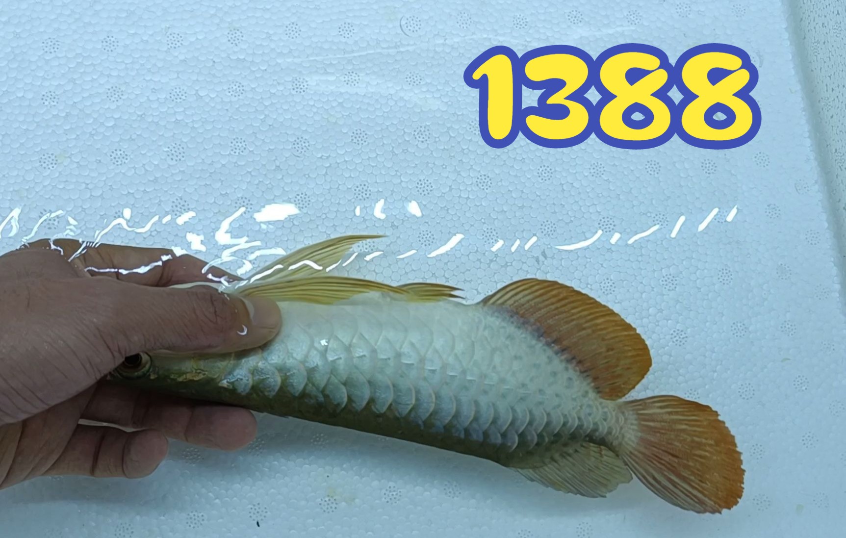 a02藍底過背金龍魚25/26釐米1388米運費自理