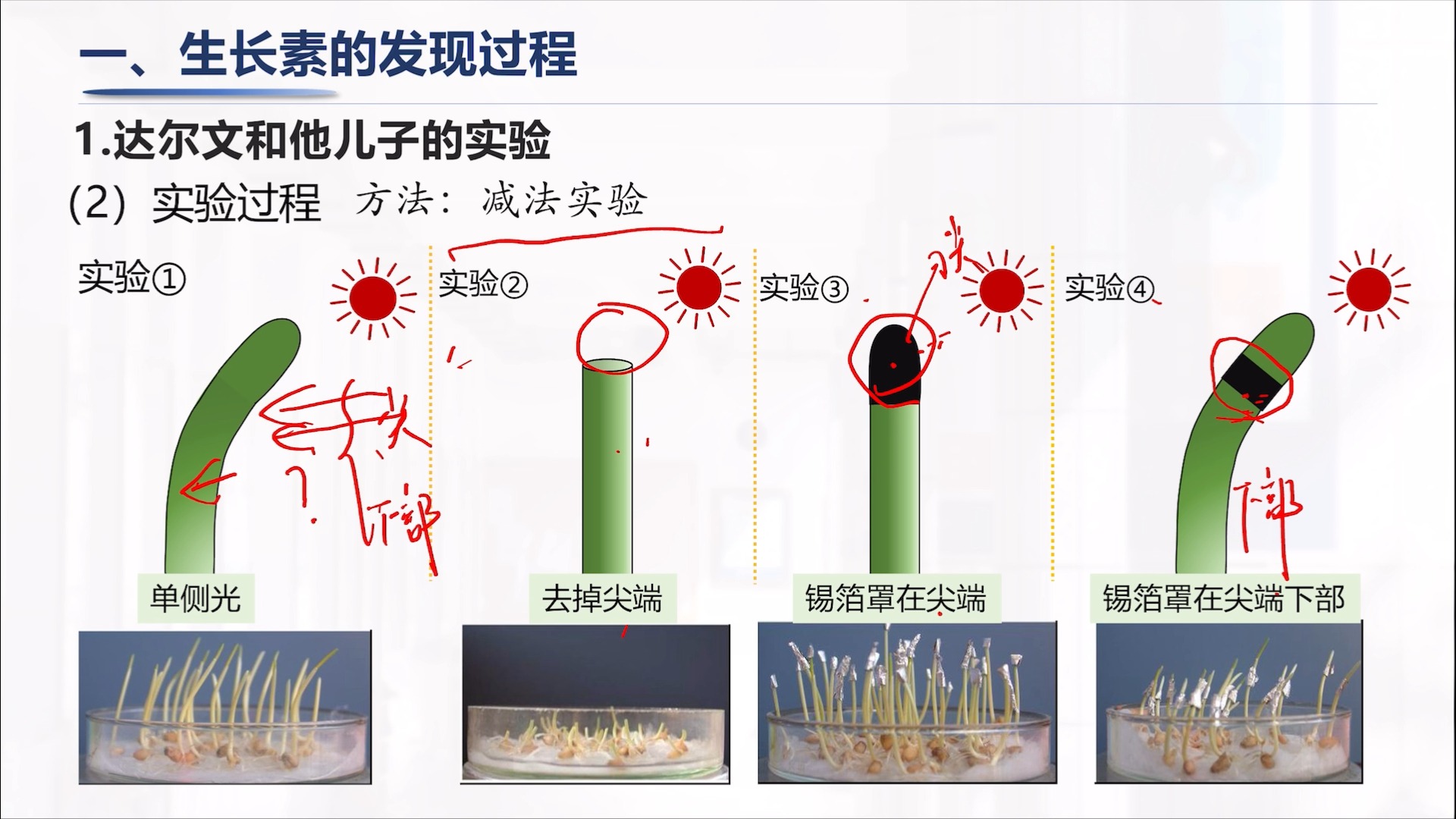 温特植物生长素实验图片