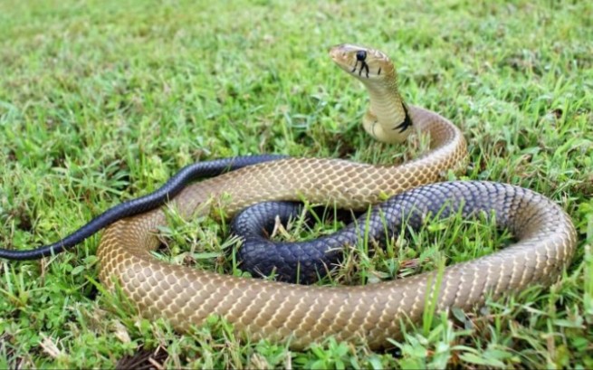 森王蛇猎杀响尾蛇