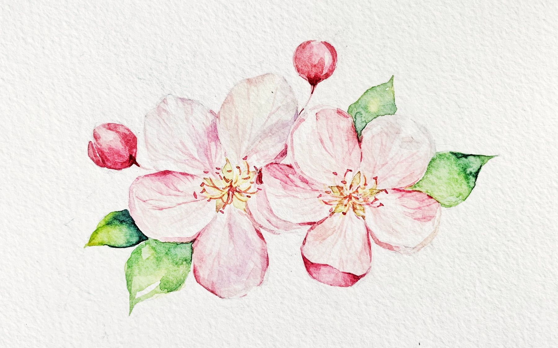 【水彩】苹果花绘画过程快放 1_哔哩哔哩 (゜-゜)つロ 干杯~-bilibili