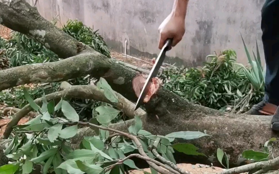 矛刀劈砍荔枝树干