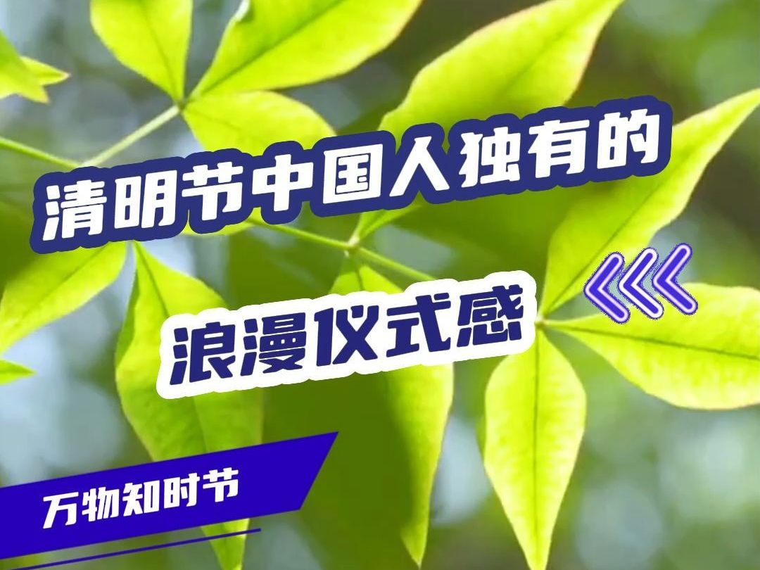 网络中国节—清明哔哩哔哩bilibili