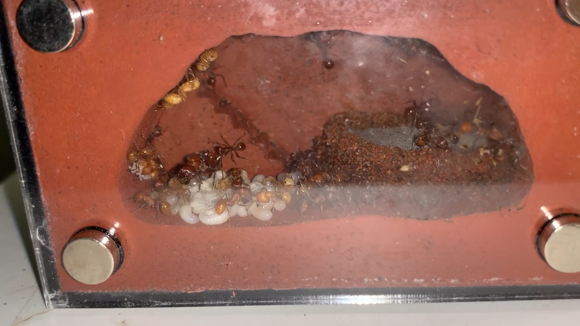 极致艳丽的石竹收获蚁终于爆产了