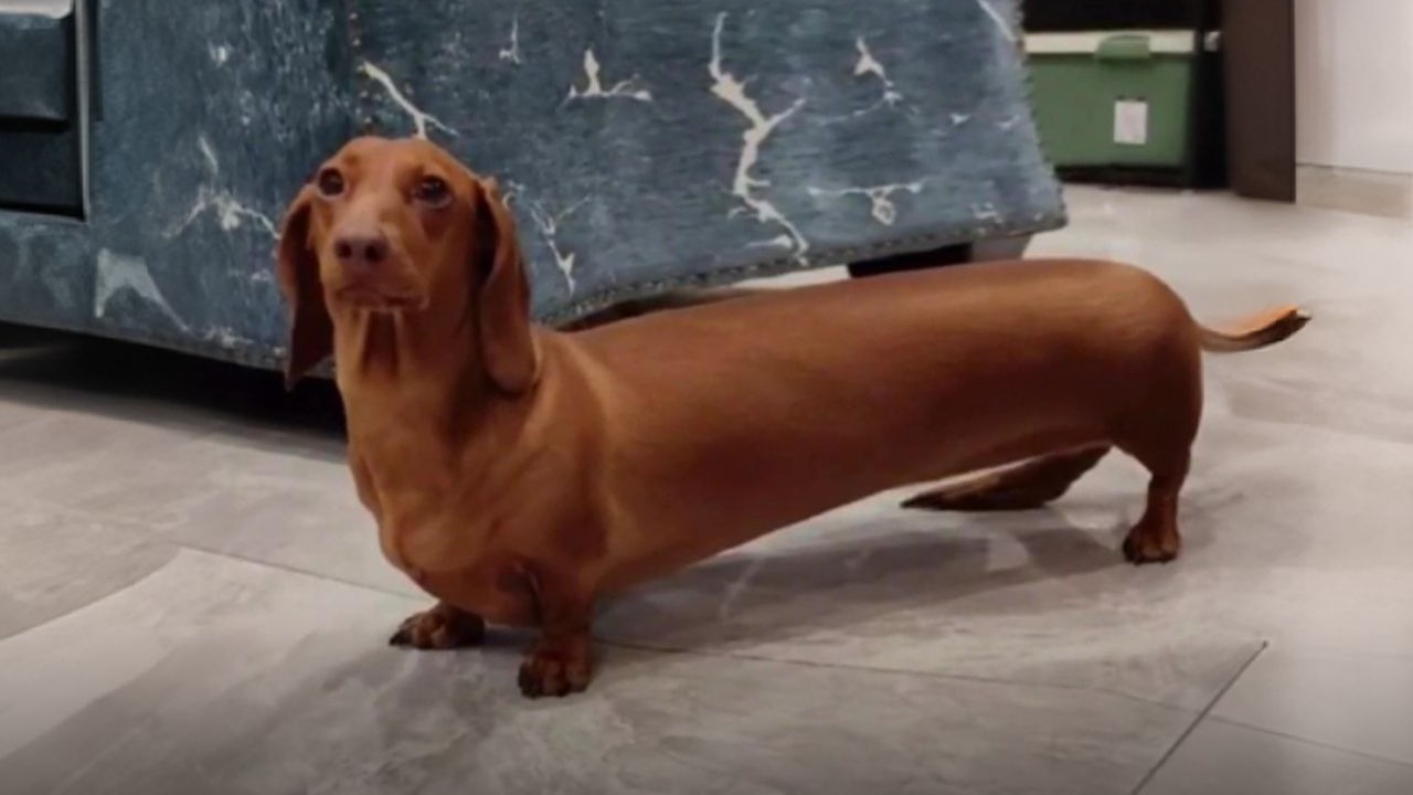 腿短身子长的腊肠犬,还特别喜欢叼木棍!